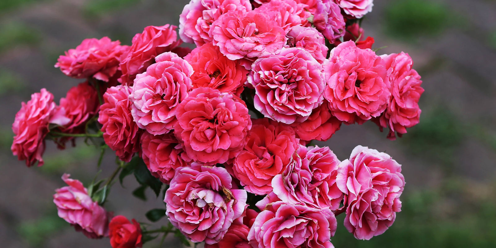 The best rose fragrances and perfumes